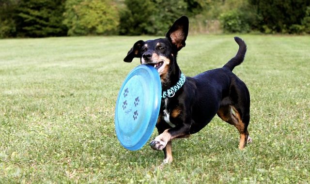 Dackel Hund spielt mit Frisbee
